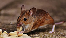 24 Hour & Emergency Exterminators in Hodges, SC